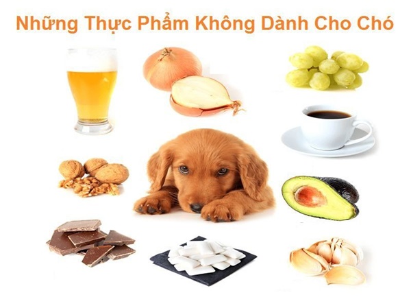 10 Loại Thực Phẩm Của Người Cực Kỳ Độc Hại Đối Với Thú Cưng