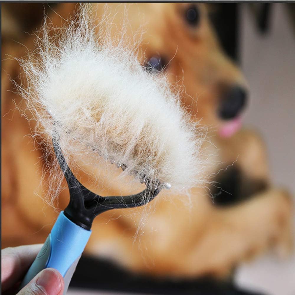 Cuộc Chiến Với Lông Rụng: Cách Chăm Sóc Bộ Lông Chó Mèo Bóng Mượt