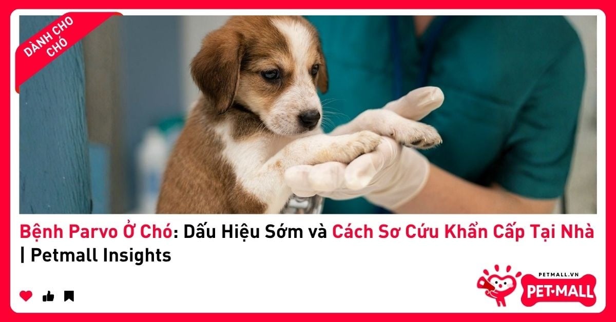 7 Dấu Hiệu Cảnh Báo Khẩn Cấp Bệnh Lý Ở Thú Cưng Bạn Cần Biết Ngay