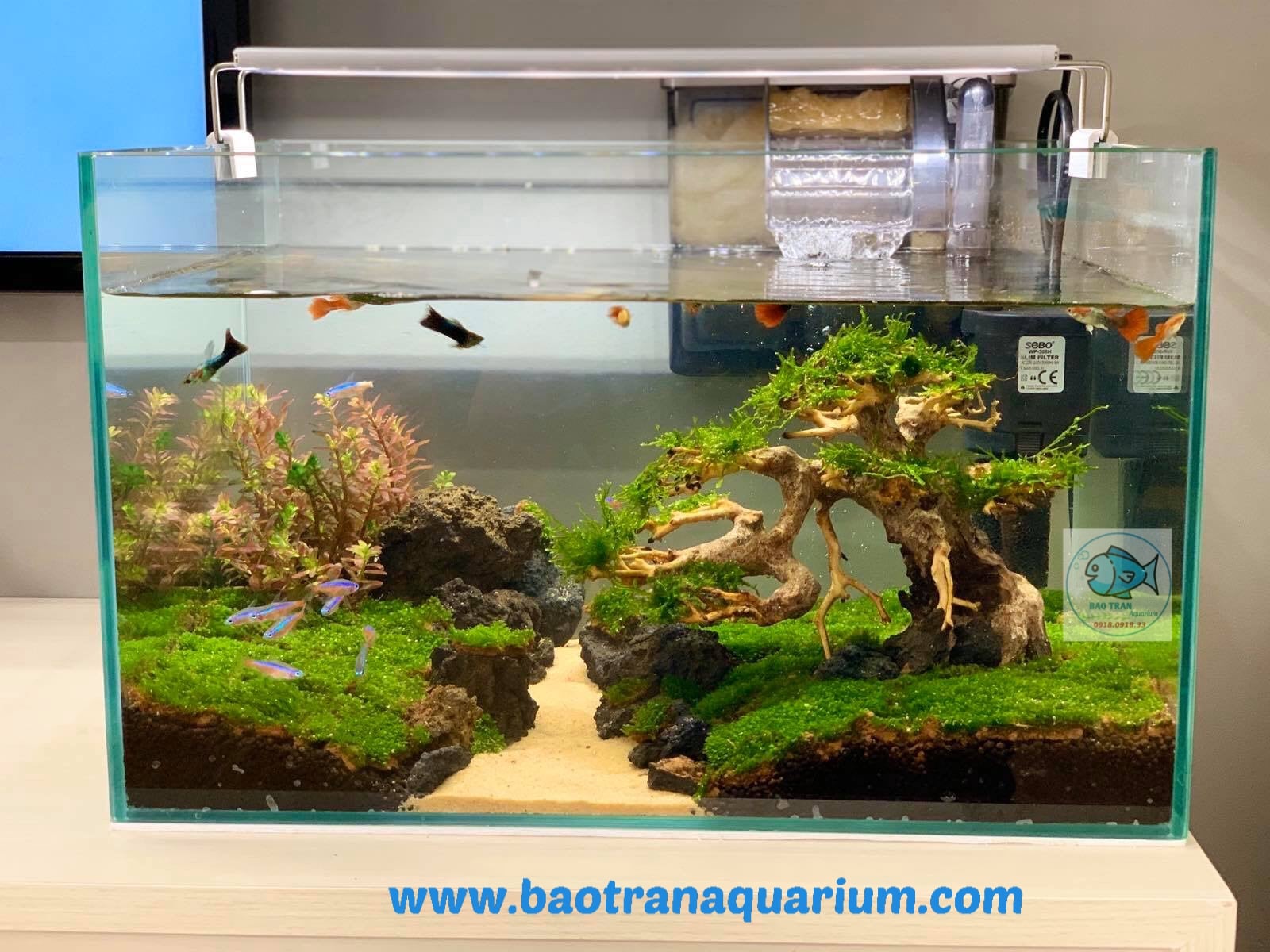 Nghệ Thuật Setup Bể Thủy Sinh Dưỡng Cá Betta: Sức Mạnh Từ Nước Cốt Lá Bàng