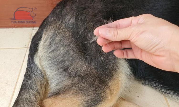 Cuộc Chiến Với Lông Rụng: Cách Chăm Sóc Bộ Lông Chó Mèo Bóng Mượt