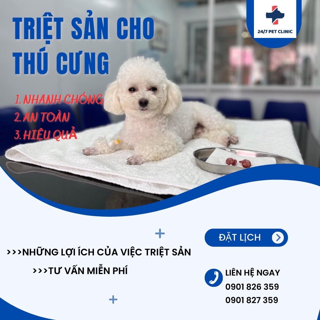 Triệt Sản Cho Chó Mèo: Những Lầm Tưởng Và Lợi Ích Sức Khỏe Lâu Dài